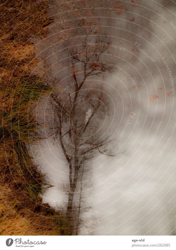 tree Water Sky Winter Bad weather Ice Frost Tree Grass Lake Dream Wet Blue Brown Gray Green Serene Calm Apocalyptic sentiment Colour photo Exterior shot