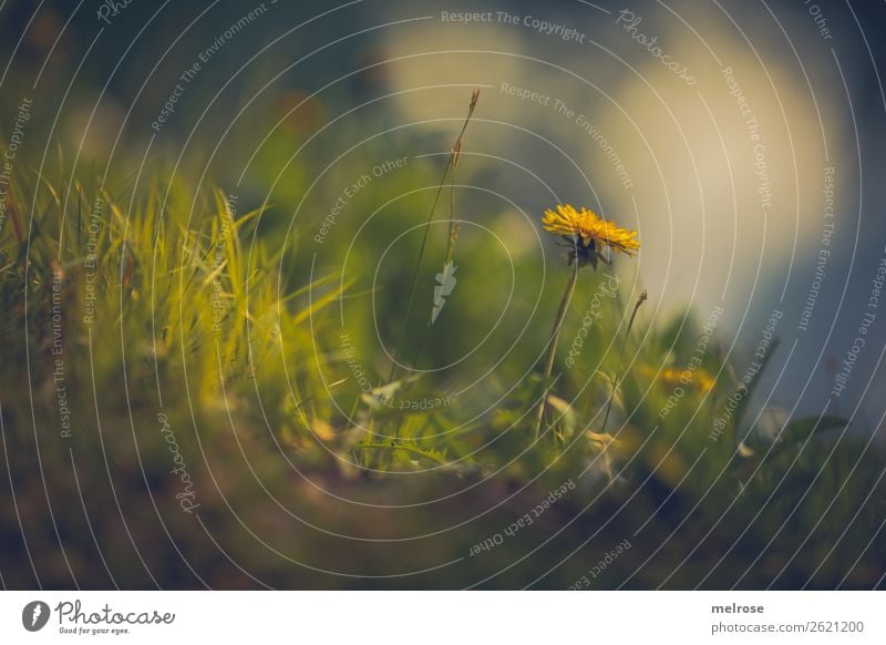 Dandelion in the grass Food for honey Nature Plant Earth Sunlight Summer Beautiful weather Flower Grass Blossom Wild plant Daisy Family Flower stem Meadow