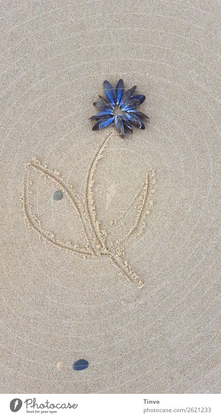 Blossom from shells on beach sand Flower Beach Sand Sign Exceptional Leisure and hobbies Joy Vacation & Travel Contentment Mussel Beige taupe Colour photo