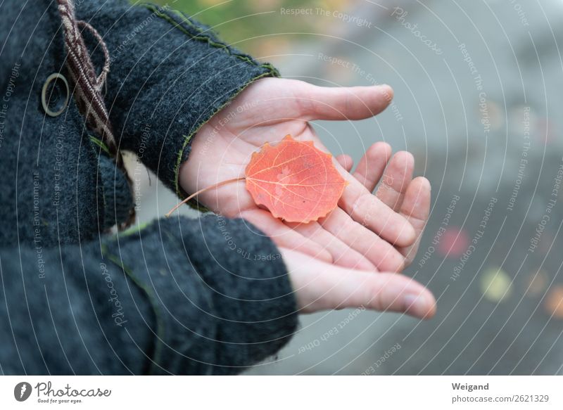 autumn mood Funeral service Sadness Faded Gloomy Gray Trust Attentive Humble Concern Grief Death Fatigue Disappointment Loneliness Leaf Autumn Colour photo