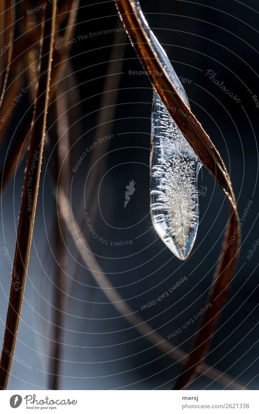 Ice suppository with sun star Winter Frost Icicle Cold Frozen Air bubble Transience Colour photo Subdued colour Exterior shot Macro (Extreme close-up) Abstract