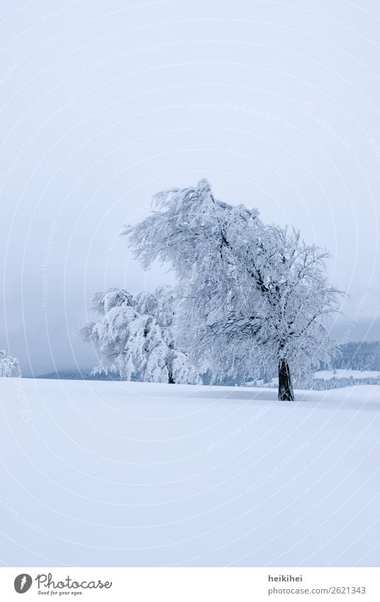 Untouched - snow-covered trees on Schauinsland Vacation & Travel Tourism Trip Adventure Far-off places Freedom Winter Snow Winter vacation Mountain Hiking