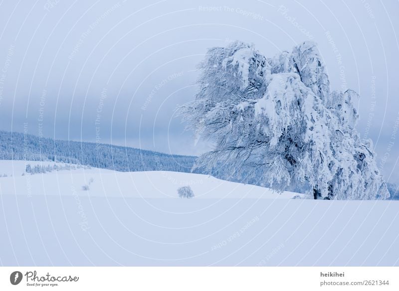 Beautiful winter landscape, snow-covered beech on the Schauinsland near Freiburg Exterior shot Frost Ice Colour photo Landscape Day Environment Plant