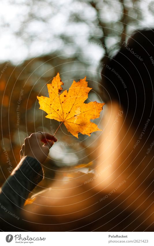 #A# Autumn view Environment Nature Esthetic Maple tree Maple leaf Autumnal Autumn leaves Autumnal colours Early fall Automn wood Autumnal weather