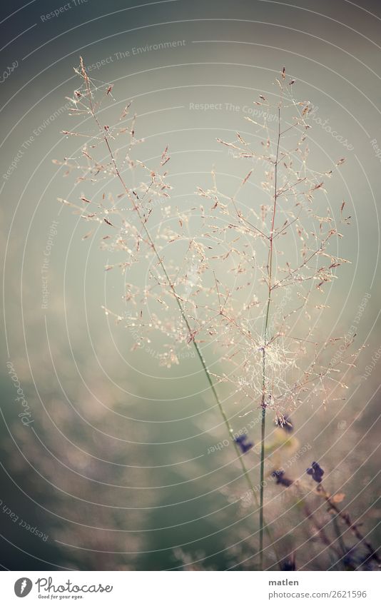 federweisser Nature Plant Autumn Bad weather Grass Wild plant Meadow Deserted Brown Gray Green Violet Blade of grass Colour photo Subdued colour Exterior shot