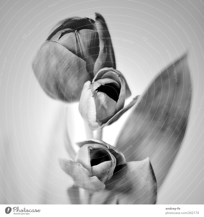 tulips Plant Flower Tulip Beautiful Gray Esthetic Elegant Culture Art Blossom Black & white photo 3 Leaf Still Life Calm Blossoming Square Interior shot