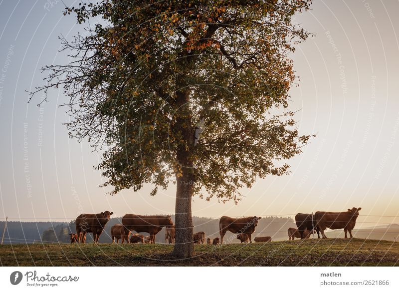 Cows enjoying the sunset Landscape Plant Sky Cloudless sky Horizon Sunrise Sunset Autumn Beautiful weather Tree Grass Forest Hill Animal Pet Herd Looking Blue