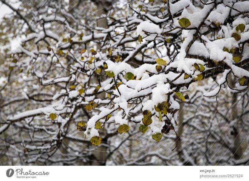 Transformation from green to white Nature Landscape Plant Winter Snow Tree Branch Twigs and branches Leaf Aspen Birch tree Forest Cold Climate Change Autumn