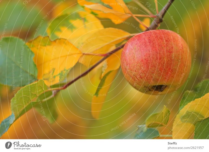 an apple hangs on apple tree branch Apple Apple tree branch Apple Tree Leaves Apple harvest Fruit fruit organic Organic Garden fruit fruit harvest Food