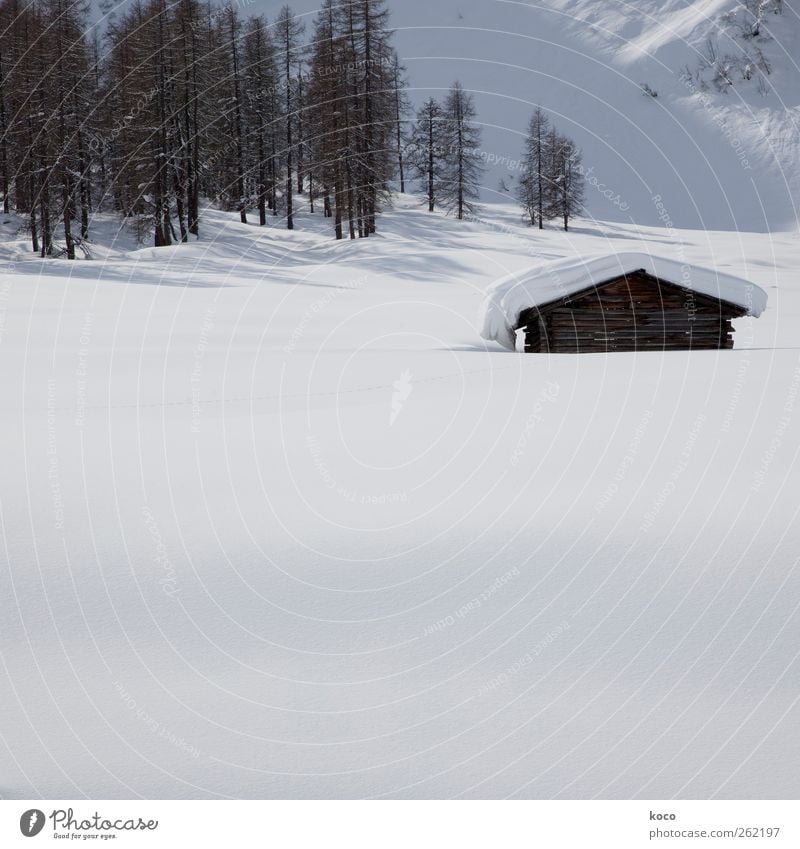 Cottage in the snow Nature Landscape Sunlight Winter Beautiful weather Snow Tree Forest Mountain Deserted House (Residential Structure) Hut Alpine hut Wood Old