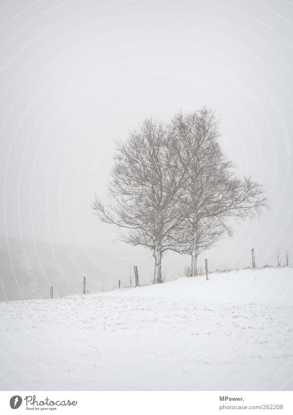 grey in grey Infinity Creepy Gray White Force Willpower Brave Hope Fatigue Adventure Snow Snowfall Winter Snowstorm Snowdrift Loneliness Shroud of fog