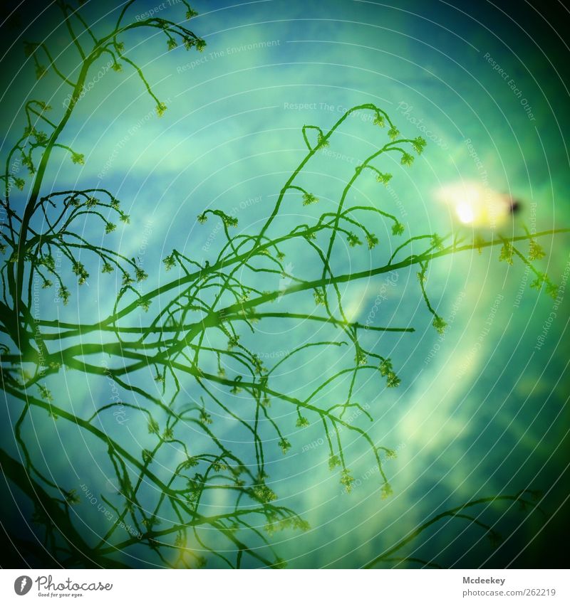 Wet mirror of hope Environment Landscape Plant Water Summer Beautiful weather Tree Blossom Park Infinity Natural Blue Yellow Gray Green Black White Branch Basin