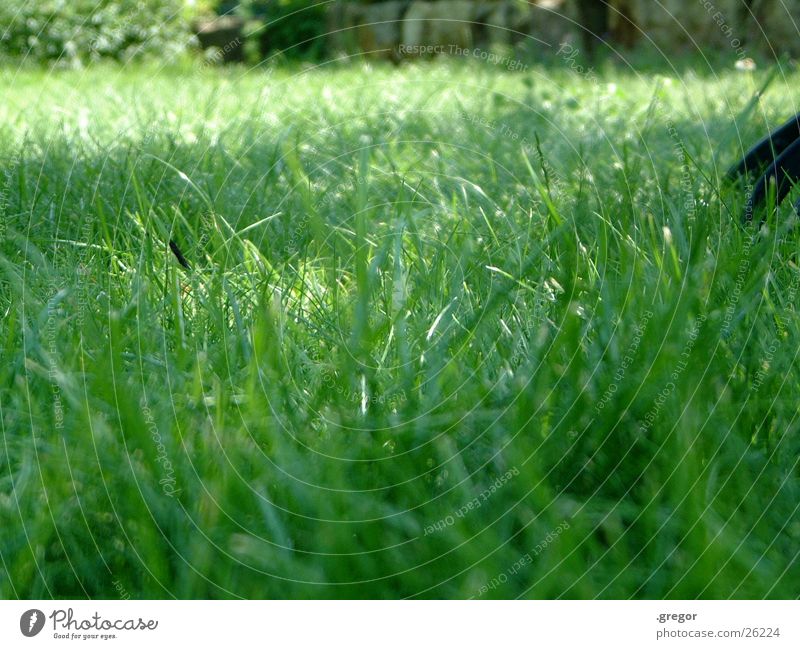 grass Grass Summer Meadow Green stalks