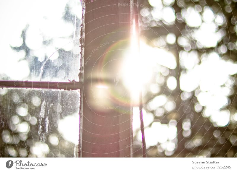 feel free. Nature Sun Beautiful weather Tree Leaf Window Hope Window frame Open Back-light Patch of light Old Derelict Uninhabited Redevelop Colour photo