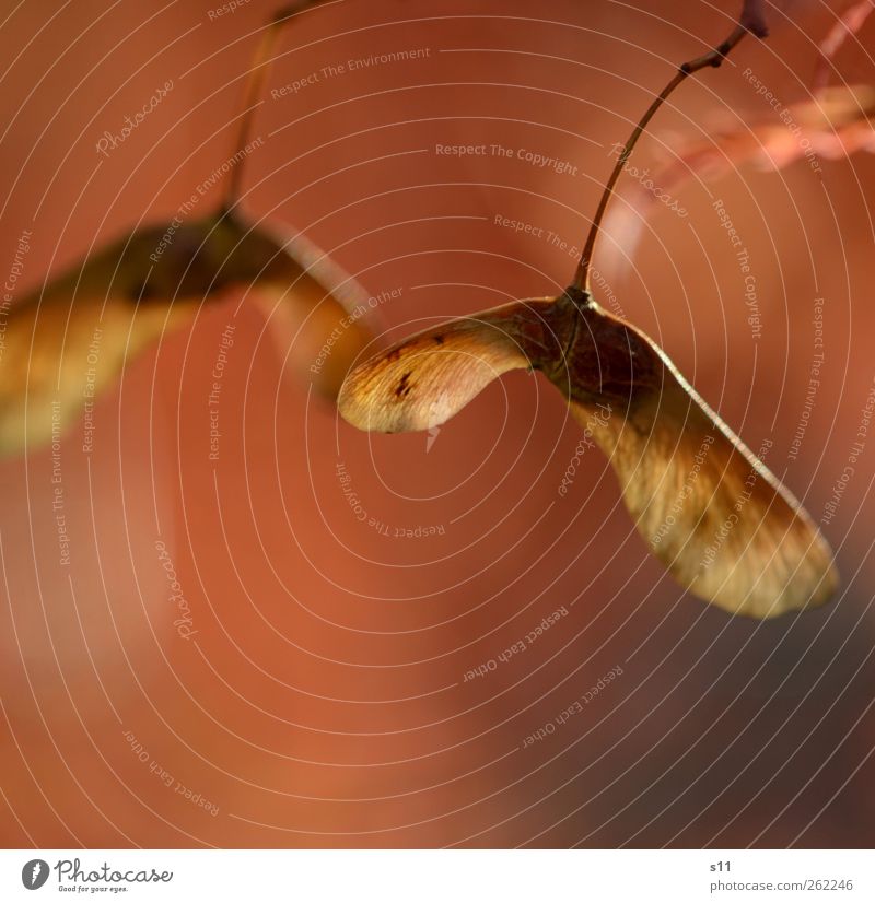 ready to fly! Environment Nature Plant Tree Leaf Seed Maple leaf Maple seed Garden Park Old Touch To fall Flying Hang Illuminate To swing Faded Esthetic Elegant