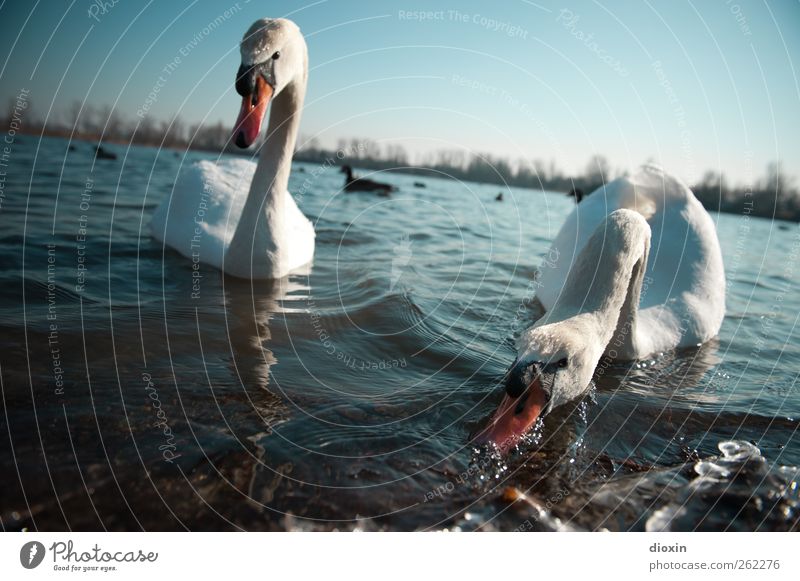 Feeding the predators Environment Nature Water Sky Cloudless sky Beautiful weather Lakeside Animal Wild animal Bird Swan 2 Pair of animals To feed