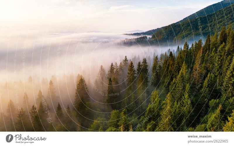 Fir forest in clouds of mist. Vacation & Travel Summer Mountain Environment Nature Landscape Clouds Sunrise Sunset Autumn Climate Beautiful weather Fog Tree