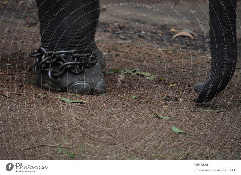 anklet Animal Farm animal Wild animal Elephant Elephant skin Trunk Feet 1 Chain Chain link security chain Metal Hang Stand Threat Large Strong Gray Boredom