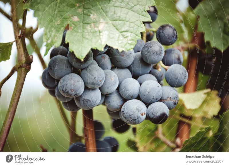 Grapes close up Tourism Trip Summer Environment Nature Climate change Plant Truth Vineyard Bunch of grapes flaked fruit Agriculture Wine growing Vine leaf