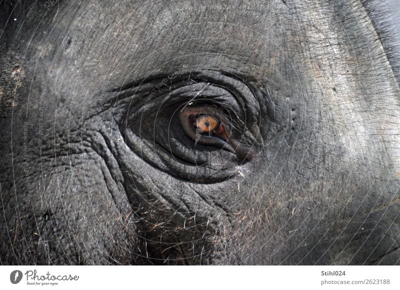 instant Animal Farm animal Wild animal Animal face Elephant Elephant skin Elephant eye Eyes Looking Eyebrow Hairy 1 Observe Think Old Natural Gray Peaceful