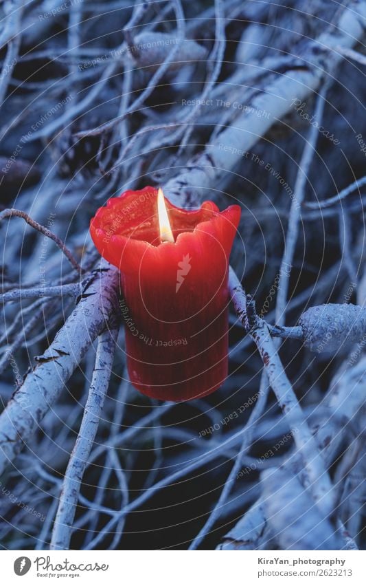 Red burning candle in branches of an old tree Winter Decoration Feasts & Celebrations Hallowe'en Christmas & Advent Tree Forest Candle Emotions Hope Horror