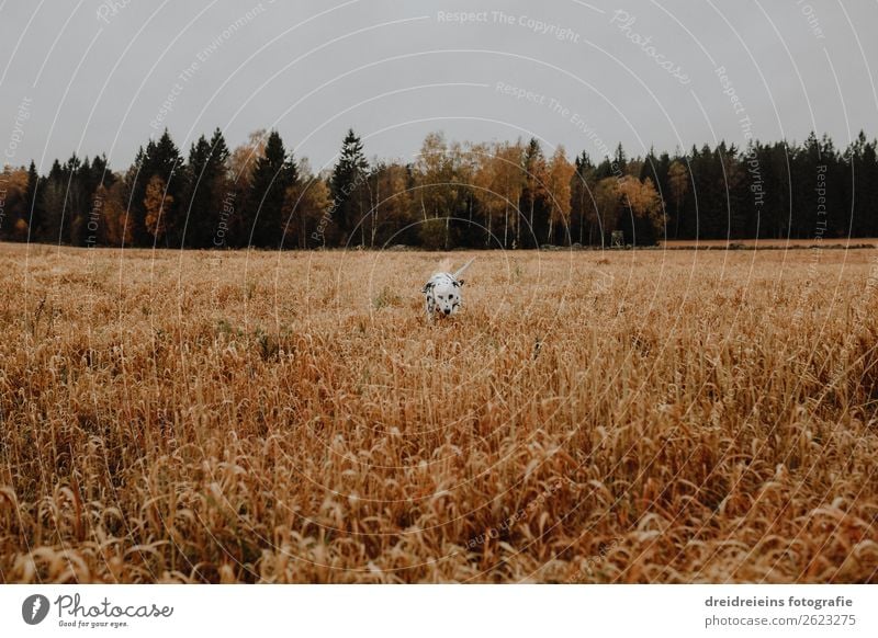 Dog Dalmatian runs through cornfield Grain field Colour photo Loyalty search Joie de vivre (Vitality) Love of nature Cornfield Walking Idyll Expectation