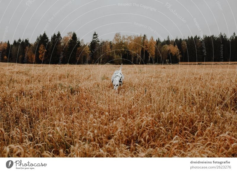 Dog Dalmatian runs through cornfield Grain field Colour photo Loyalty search Joie de vivre (Vitality) Love of nature Cornfield Walking Idyll Expectation