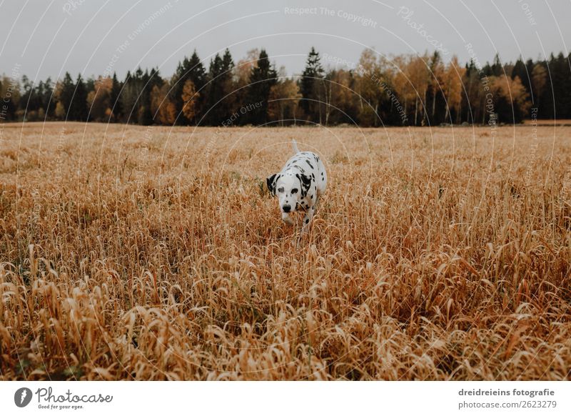 Dog Dalmatian runs through cornfield Grain field Colour photo Loyalty sniff search Joie de vivre (Vitality) Love of nature Cornfield Walking Idyll Expectation