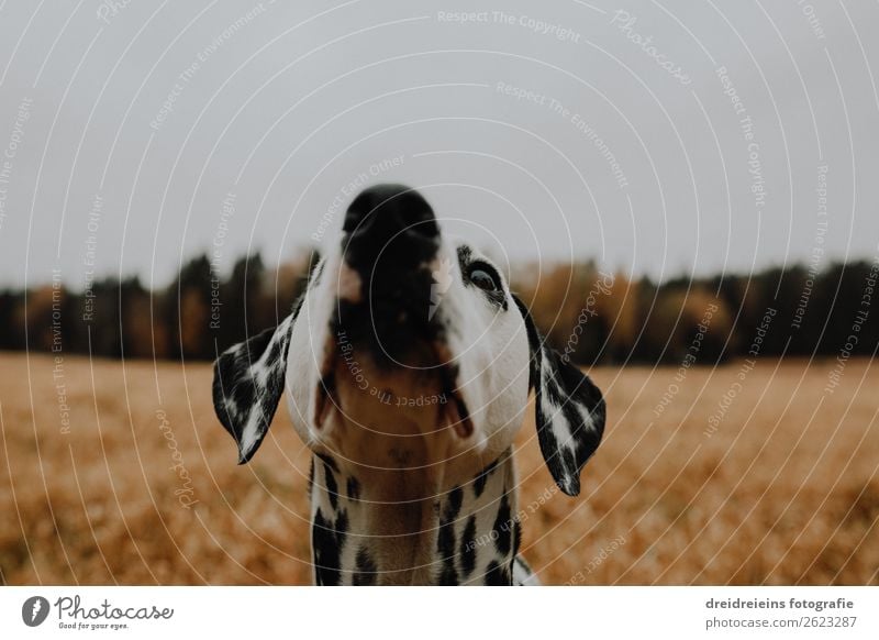 Dog Dalmatian stands in cornfield grain field stretches his head up Colour photo inquisitive inquisitorial Loyalty sniff Joie de vivre (Vitality) Love of nature