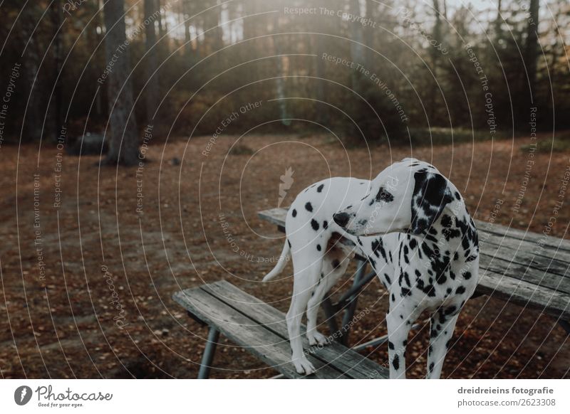 Dalmatian dog stands in the forest on bench with back light Nature Sunlight Spring Summer Autumn Beautiful weather Forest Park Animal Pet Dog Relaxation Looking