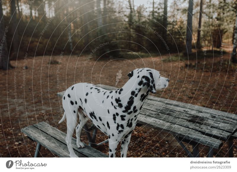 Dalmatian Forest Bank waiting Dog Wait shoe peep Park bench Nature natural front door Dog walk Forest walk