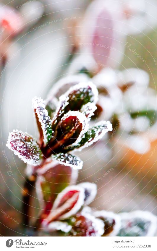 winter flower Environment Nature Plant Winter Ice Frost Bushes Leaf Foliage plant Hoar frost Garden Park Cold Beautiful Green Red Spring fever Anticipation Hope