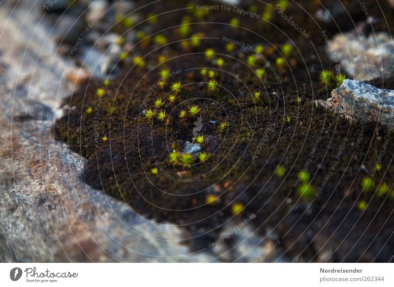 Soft shell, hard core Nature Plant Moss Rock Stone Growth Brown Green sternmoos Macro (Extreme close-up) Colour photo Exterior shot Deserted Copy Space left