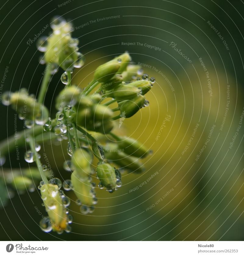 Raindrops on rapeseed Nature Wet Canola Canola field Dew Drops of water Delicate Green Plant Bud Fresh Colour photo Exterior shot Macro (Extreme close-up)