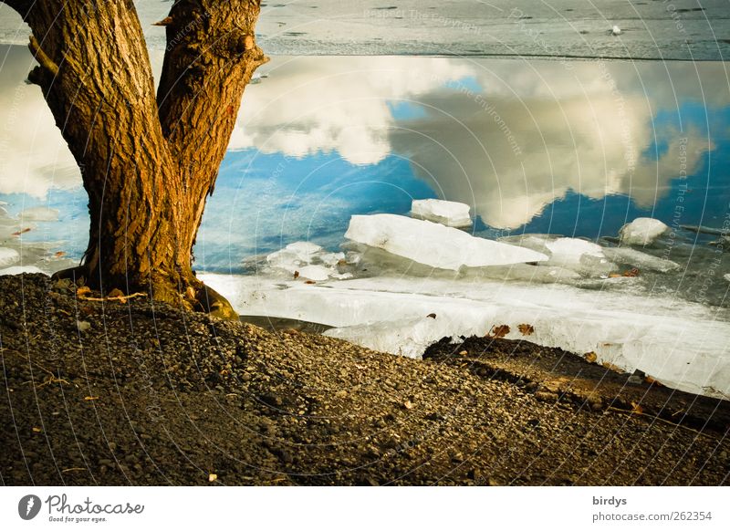 four elements Environment Nature Landscape Elements Water Sky Clouds Winter Climate Beautiful weather Ice Frost Tree Lakeside Illuminate Esthetic Exceptional