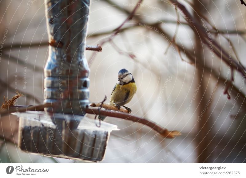 Blue Tit Parus minor Sunflower seed Animal Autumn Winter Tree Forest Wild animal Bird 1 Feeding Sit Beautiful Small Yellow Feed the birds Feeding area