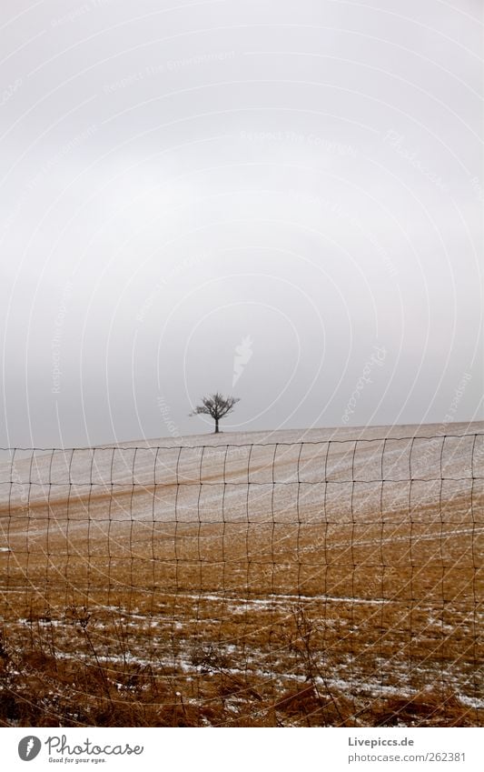 Krakow at the lake Environment Nature Landscape Winter Weather Snow Plant Field Yellow Gray Colour photo Exterior shot Day Central perspective Tree Fence 1