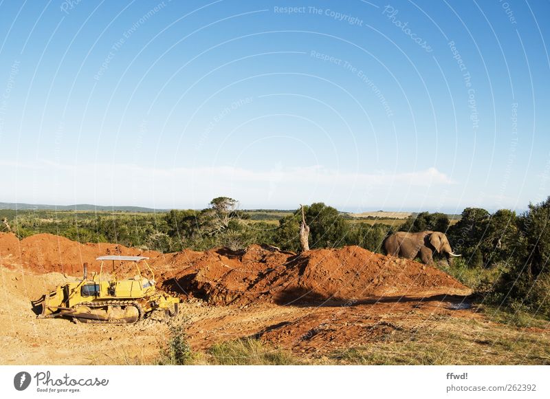 Planer & Animal Vacation & Travel Far-off places Safari Construction site Environment Nature Earth Sky Tree Grass Bushes Lanes & trails Excavator Bulldozer