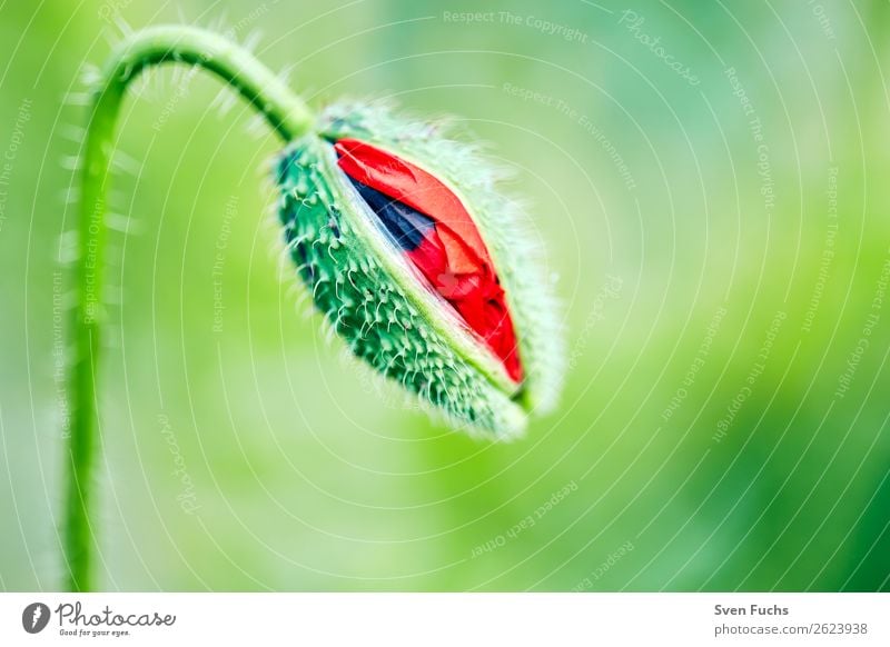 Poppy blossom opening Summer Garden Nature Plant Spring Flower Grass Leaf Blossom Meadow Love Large Bright Small Green Red bud Bursting youthful Deploy