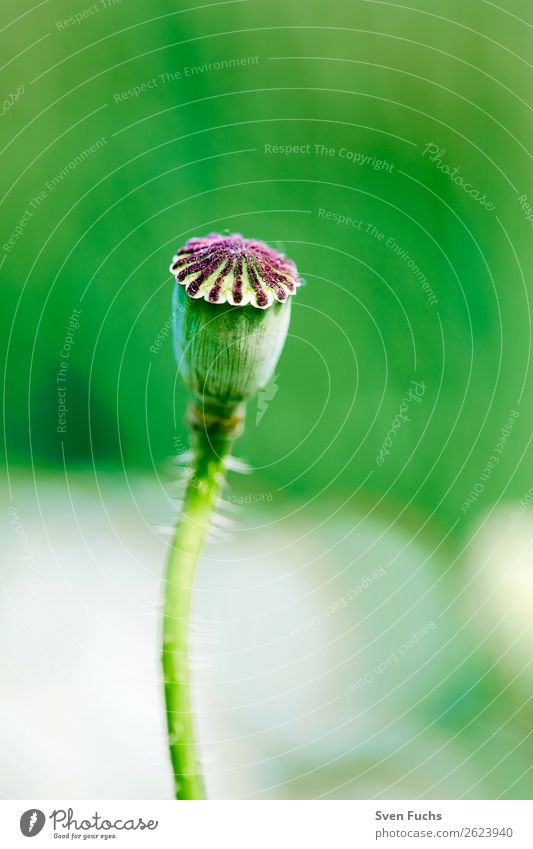 Poppy seed capsule on a green background Summer Garden Nature Plant Spring Flower Grass Leaf Blossom Meadow Love Bright Small Green Red Poppy blossom bud