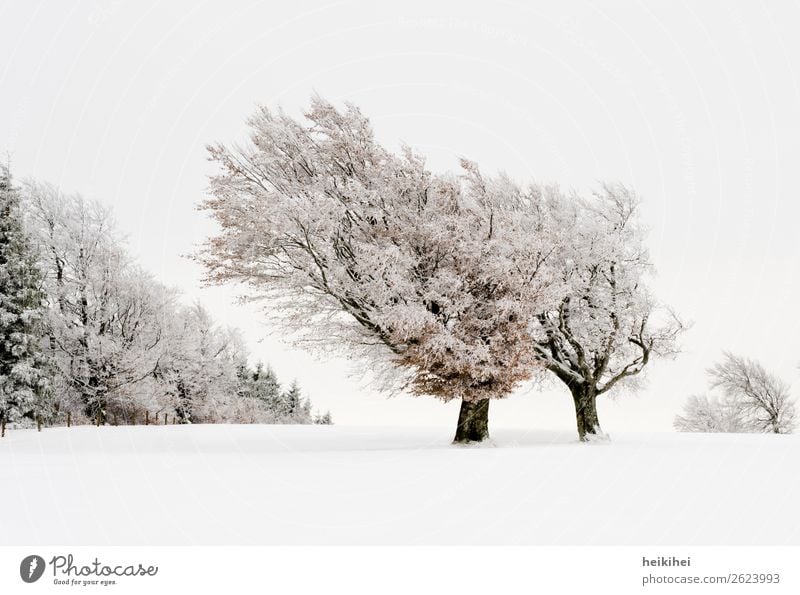 Winterwonderland - snow-covered beeches on Schauinsland Vacation & Travel Tourism Trip Freedom Snow Winter vacation Mountain Hiking Nature Landscape Plant Tree