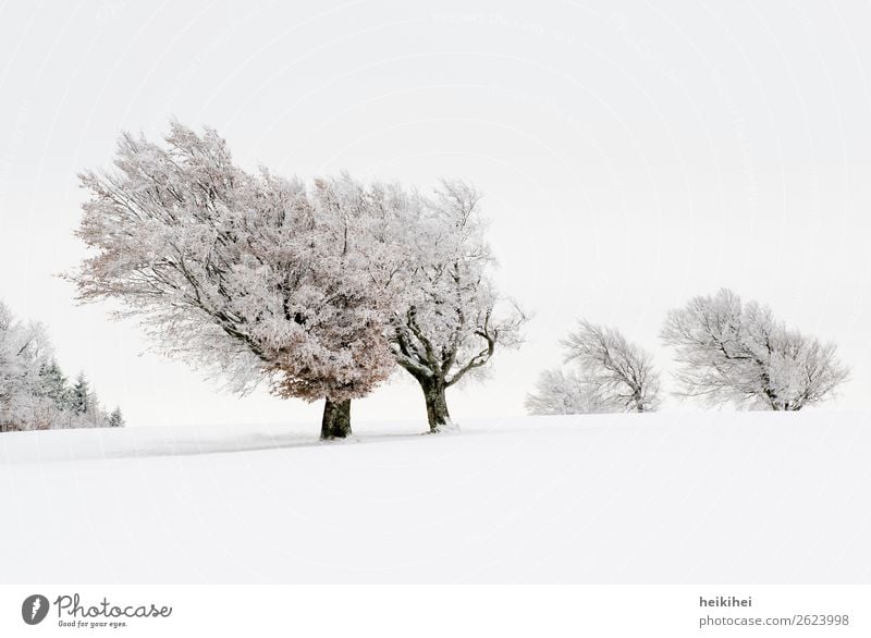 Snow-covered beech trees / Schauinsland Freiburg Vacation & Travel Tourism Trip Adventure Far-off places Freedom Winter Winter vacation Mountain Hiking Nature