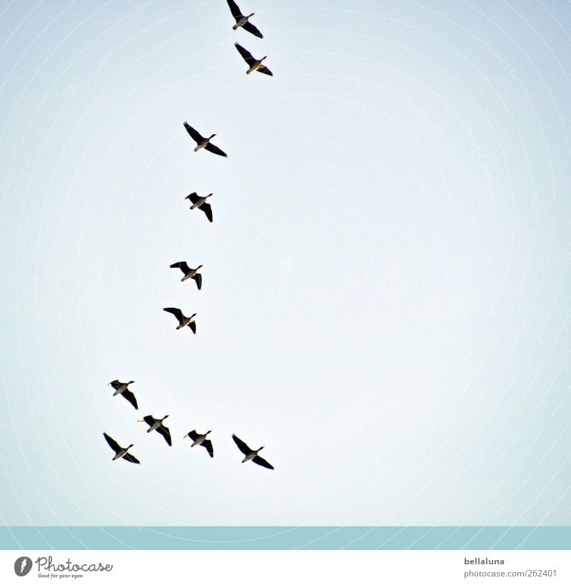 Grey goose, White-fronted goose or Seed goose? Nature Water Sky Cloudless sky Winter Weather Beautiful weather Animal Wild animal Bird Group of animals Flock