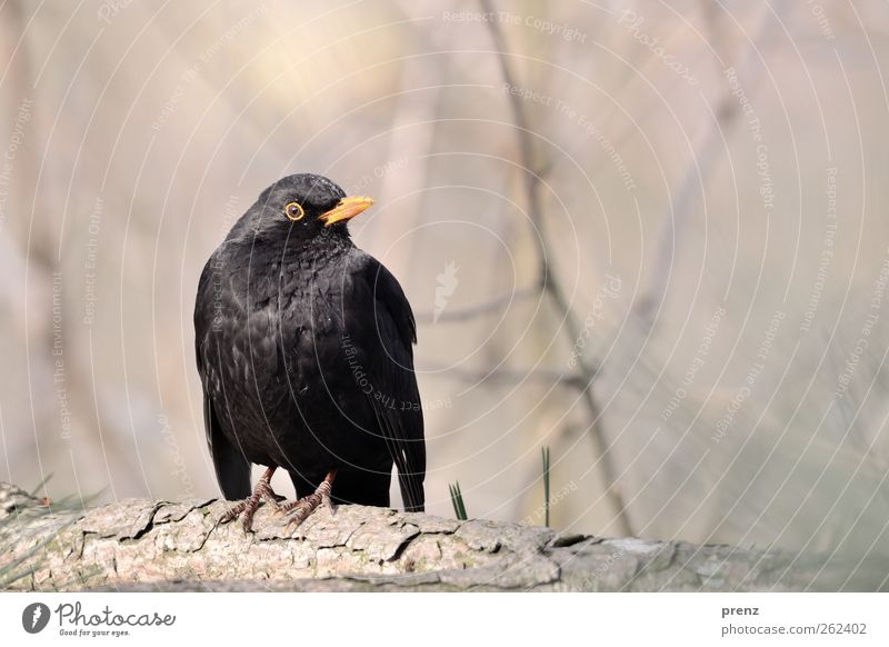 bird Environment Nature Animal Wild animal Bird 1 Sit Gray Black Blackbird Songbirds Branch Colour photo Exterior shot Copy Space top Day Shallow depth of field