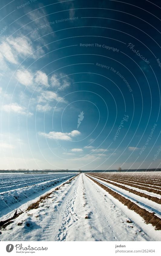 off season. Landscape Sky Clouds Horizon Winter Snow Field Cold Blue Calm Lanes & trails Far-off places Row Brandenburg Infinity Deserted Copy Space top Day