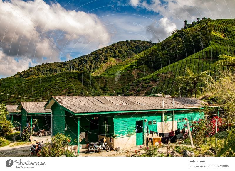 neighbourhoods | life in tea Sunlight Contrast Light Day Exterior shot Malaya cameron highlands House (Residential Structure) Wooden hut Green Colour photo Asia