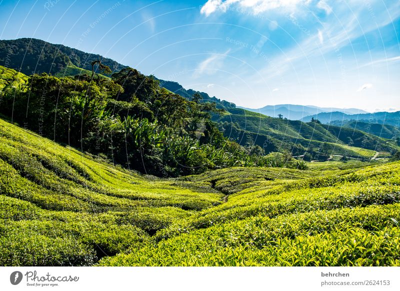 to warm up Climate protection Climate change Fantastic Blue Gorgeous Clouds Field Tree Sky Leaf Environmental protection Bushes Agricultural crop Deserted