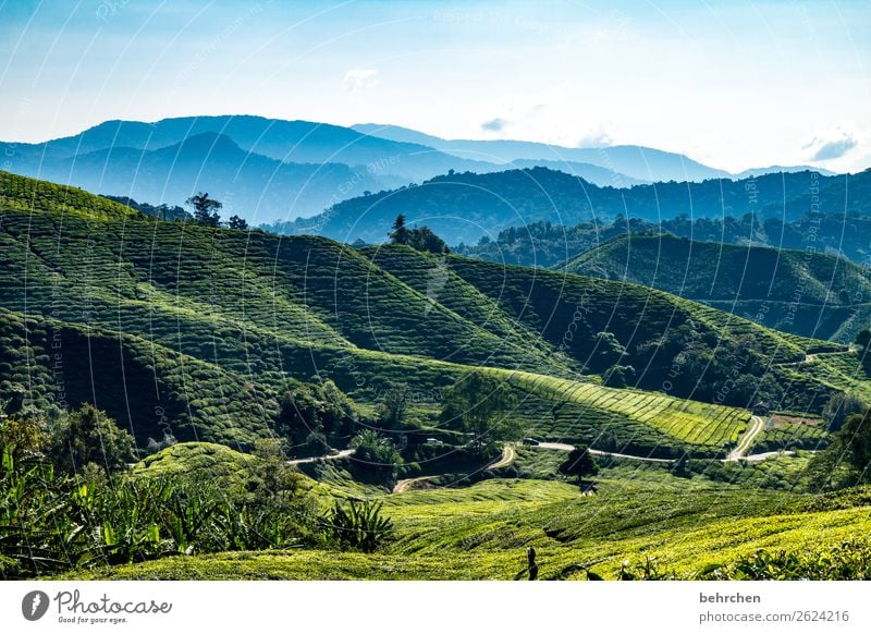 good-night tea Vacation & Travel Tourism Trip Adventure Far-off places Freedom Nature Landscape Sky Plant Tree Agricultural crop Tea plants Tea plantation Field