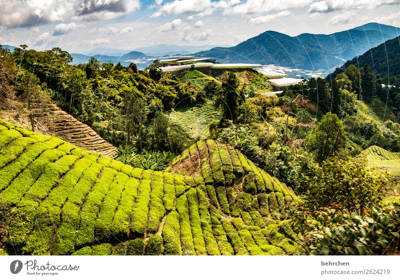 Outside only jugs Vacation & Travel Tourism Trip Adventure Far-off places Freedom Nature Landscape Plant Tree Bushes Agricultural crop Tea plants Tea plantation