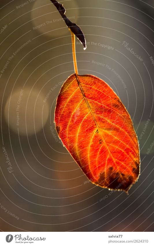 autumn colouring flaked Autumn Macro (Extreme close-up) Nature Structures and shapes Plant Rachis Autumnal colours Colour photo Detail Orange-red Yellow